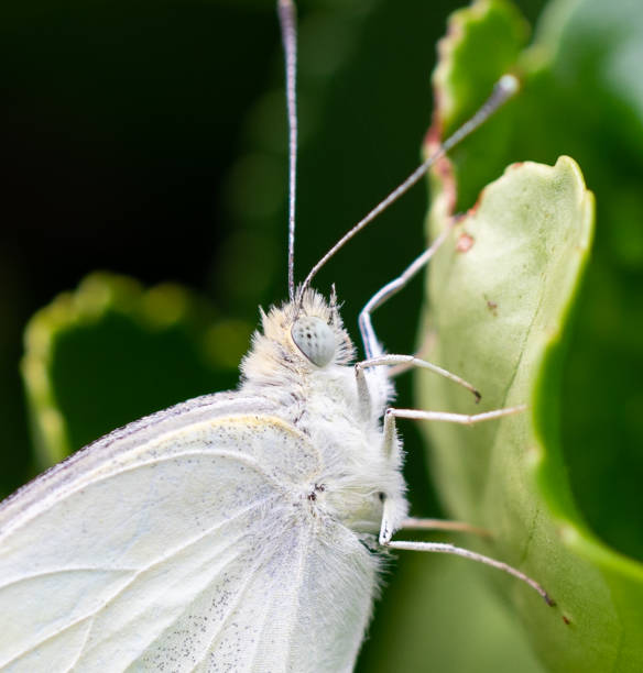 istock A close up of a Cabbage white butterfly. 1303258416