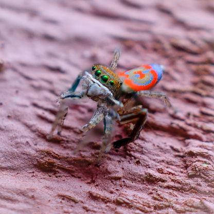 Una curiosa araña pavo real común. photo