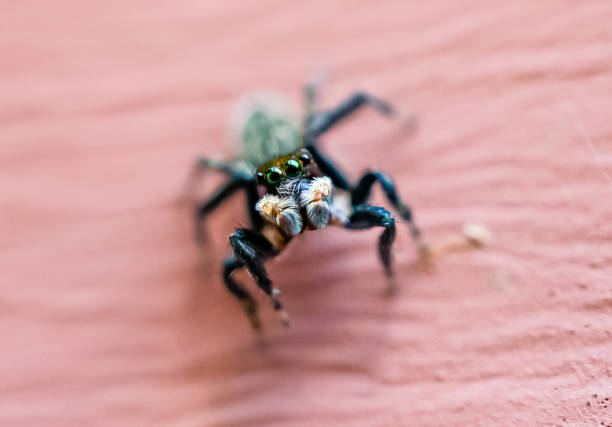 istock Looking up shaggy jumping spider 1303259106
