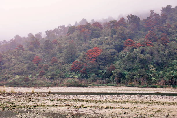 A nature landscape of native temperate rain forest with Pohutakawa in bloom.