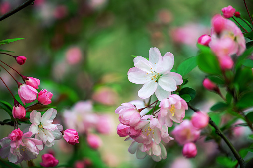 Peach blossoms background in spring