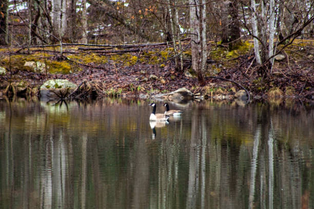 istock Geese on the pond with reflections 1303260003