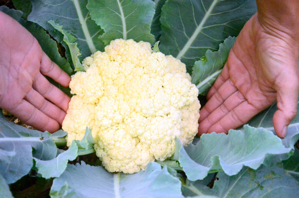 istock Cauliflower grows in organic soil in the garden. 1303262168