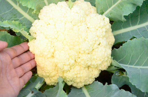 istock Cauliflower grows in organic soil in the garden. 1303262176