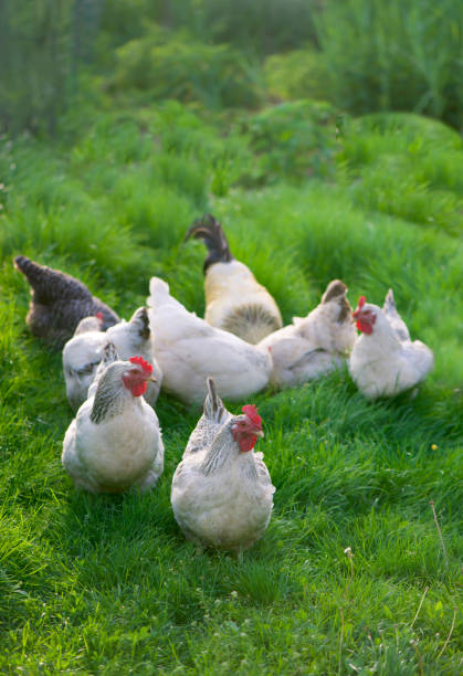 istock Rooster and Chickens. Free Range Cock and Hens 1303262217