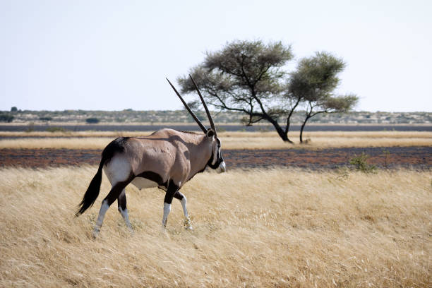 Gemsbok (Oryx) walking through the grass in Botswana stock photo