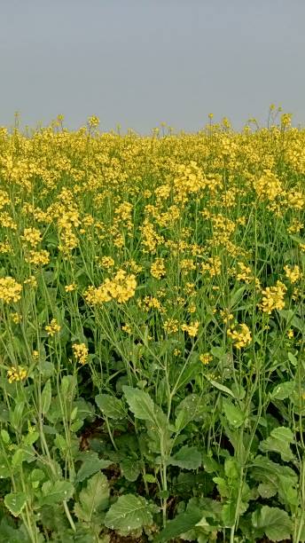 senfpflanze auf dem feld - mustard plant mustard field clear sky sky stock-fotos und bilder