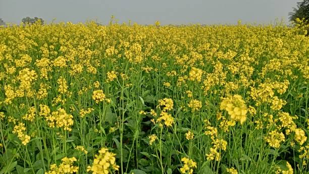senfpflanze auf dem feld - mustard plant mustard field clear sky sky stock-fotos und bilder