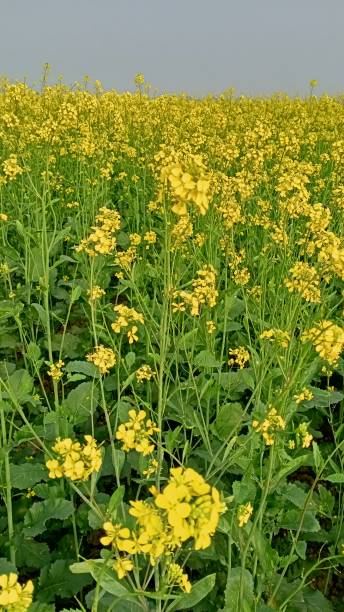 senfpflanze auf dem feld - mustard plant mustard field clear sky sky stock-fotos und bilder