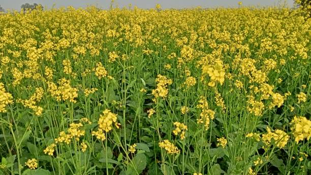 senfpflanze auf dem feld - mustard plant mustard field clear sky sky stock-fotos und bilder