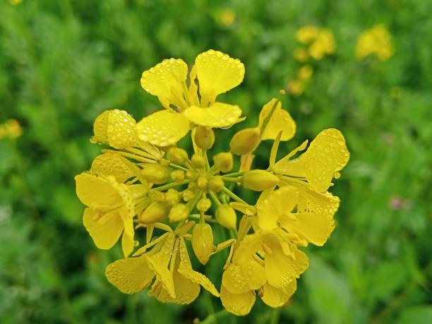 senfpflanze auf dem feld - mustard plant mustard field clear sky sky stock-fotos und bilder