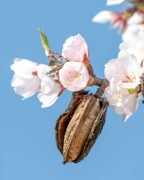 istock almond blossoms with last year's ripe almonds 1303265302