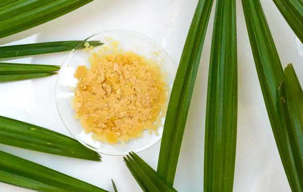 Organic Carnauba Wax in Chemical Watch Glass and broadleaf lady palm leaves on white laboratory table. (Top View)