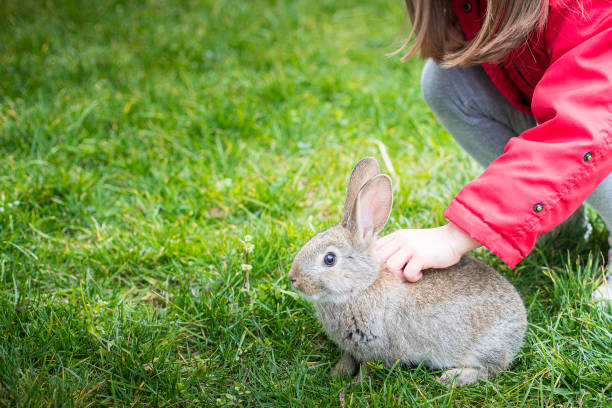 istock Child cuddling bunny in green grass, with copy space. 1303266096