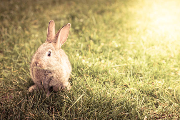 Easter bunny in green grass, with copy space and sun flare. Vintage tones. Cute brown Easter bunny in the green grass. Spring background, wallpaper with copy space and sun flare or halo. Vintage tones. hare and leveret stock pictures, royalty-free photos & images