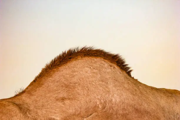 Photo of Dromedary hump