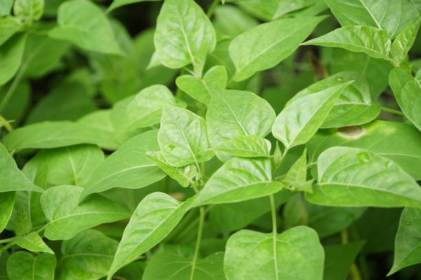 istock Beautiful Green Leaves 1303270455