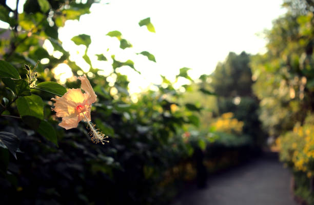 빛 베이지 색 파스텔 노란색 히비스커스 꽃 정글. 통로, 일몰과 흐릿한 덤불, 나무, 정원, 공원 추상적 인 질감 배경에서 황금 햇빛으로 포장. 가로 이미지 스타일입니다. - con trail 뉴스 사진 이미지