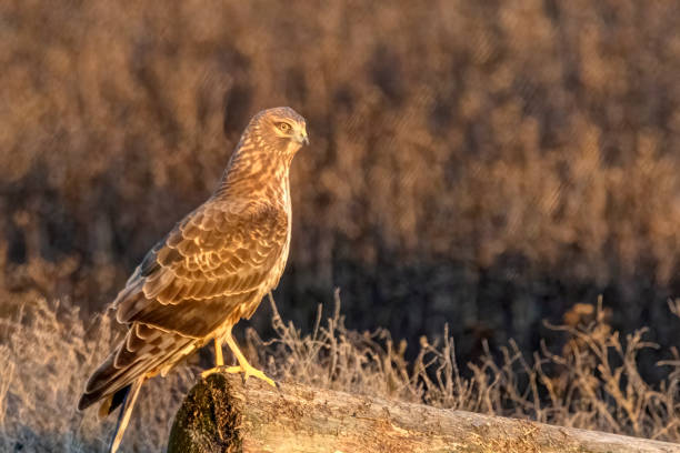 istock Northern Harrier perched on a log, Delta, BC, Canada 1303271608