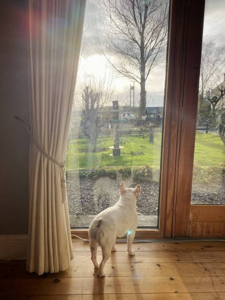 istock French bulldog looking outside from window inside a barn conversion house 1303272499