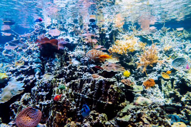 istock exotic tropical fish swim between coral reefs and algae in an aquarium 1303274734