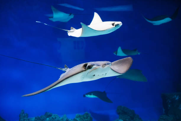 istock East American stingrays swim in blue water 1303274751