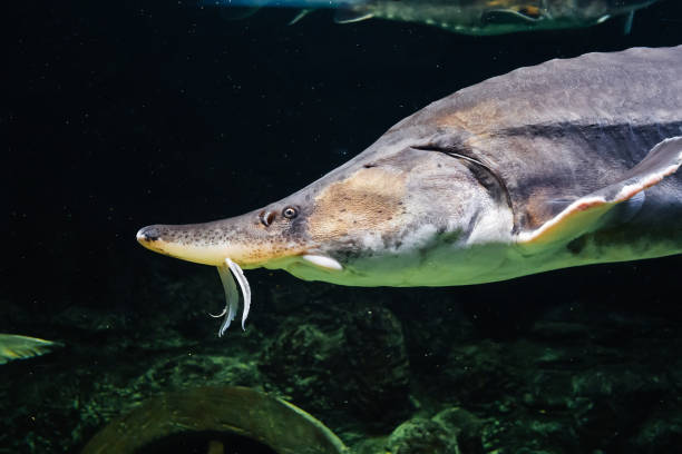 istock large Beluga Kaluga fish swims under water 1303274763