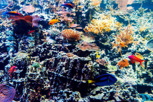 istock colorful tropical beautiful exotic fish swim between coral reefs and algae 1303274768