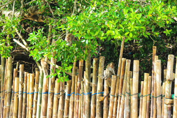 istock Monkeys on Bamboo Fences in Nature Reserve 1303275613