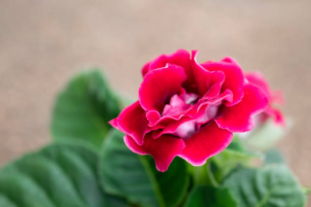 Red-pink Gloxinia flower blooming in the garden with copy space for text backgrounds.