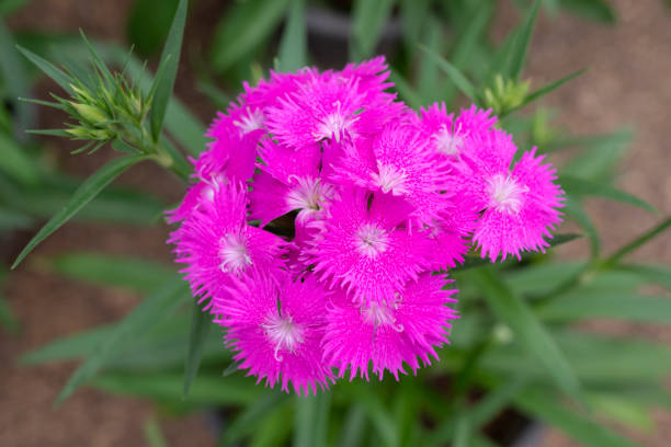 Sweet william pink flowers, Pink Dianthus Barbatus flowers blooming on blurred backgrounds. Sweet william pink flowers, Pink Dianthus Barbatus flowers blooming on blurred backgrounds. dianthus barbatus stock pictures, royalty-free photos & images