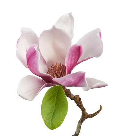 Flor de magnolia liliiflora en rama con hojas, flor de Lily magnolia aislada sobre fondo blanco con camino de recorte photo