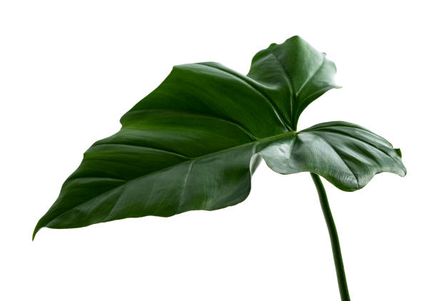 istock Philodendron giganteum leaf, Giant philodendron isolated on white background, with clipping path 1303277019