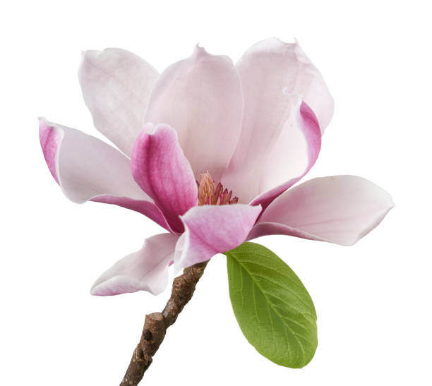Magnolia liliiflora flower on branch with leaves, Lily magnolia flower isolated on white background with clipping path Magnolia liliiflora flower on branch with leaves, Lily magnolia flower isolated on white background with clipping path magnolia white flower large stock pictures, royalty-free photos & images