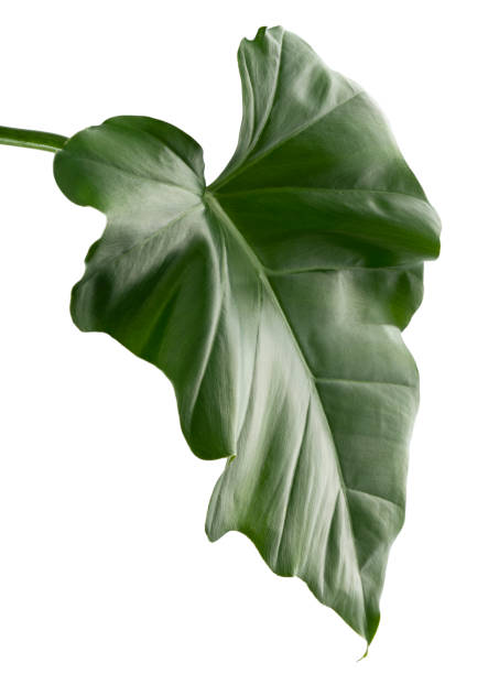istock Philodendron giganteum leaf, Giant philodendron isolated on white background, with clipping path 1303277102