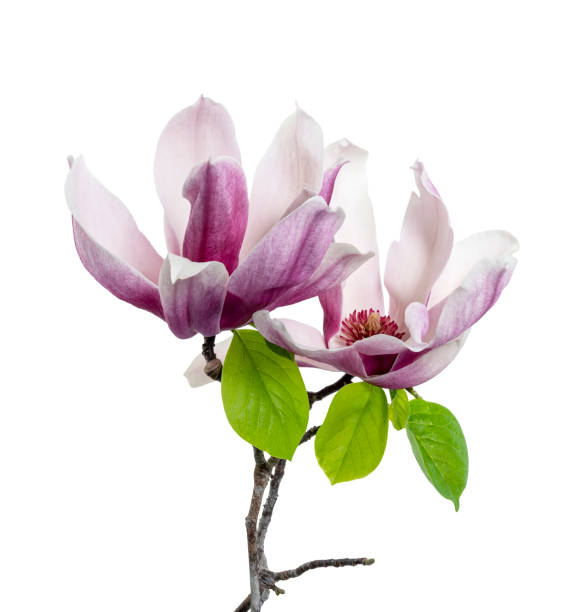 Magnolia liliiflora flower on branch with leaves, Lily magnolia flower isolated on white background with clipping path Magnolia liliiflora flower on branch with leaves, Lily magnolia flower isolated on white background with clipping path magnolia white flower large stock pictures, royalty-free photos & images