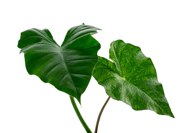 istock Philodendron leaf, Exotic tropical leaf, isolated on white background with clipping path 1303277591