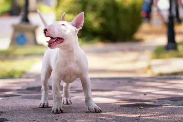 Puppy Dog, A Bull terrier standing in the playground. The Bull Terrier is a breed of dog in the terrier family.