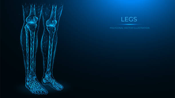 인간의 다리의 다각형 해부학 벡터 그림. 대퇴골, 슬개골, 경골, 비골 및 발 뼈. 인간의 다리의 낮은 폴리 모델. 의료 템플릿의 개념입니다. - human bone anatomy x ray image human skeleton stock illustrations