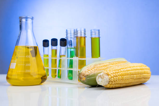Ethanol biofuel derived from corn maze with beaker and test tubes in laboratory