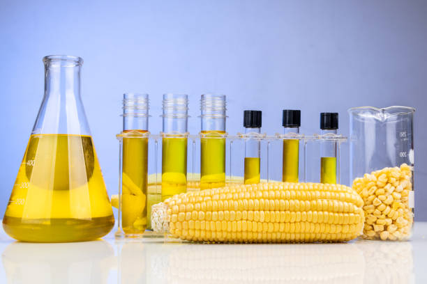 istock Ethanol biofuel derived from corn maze with beaker test tubes in laboratory 1303279334