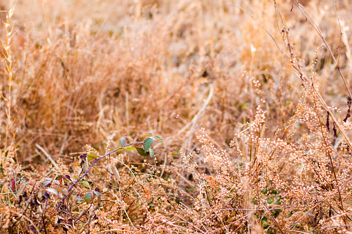 Dry plants and flowers close-up and macro, autumn colors in the field at sunset, Georgia