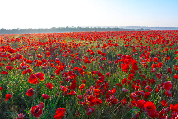 istock red poppy field at the sunrise 1303282643