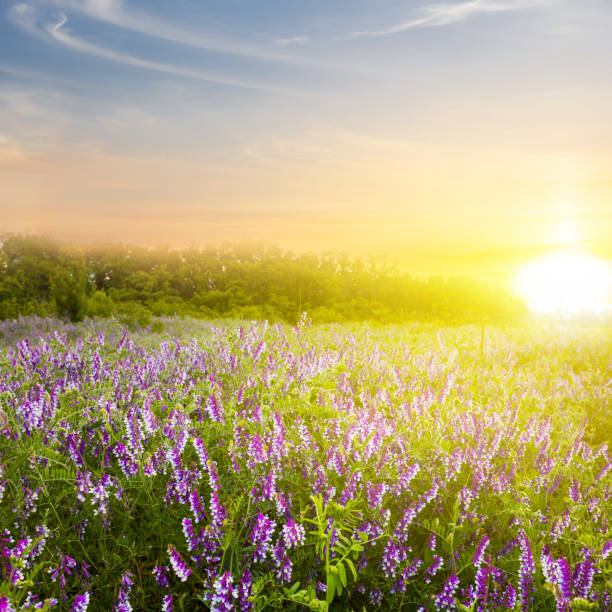 istock green field at the early morning 1303282718