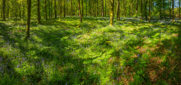 Fern fronds dappled sunshine in idyllic green summer forest panorama Summer sunlight filtering through the green foliage of an tranquil forest clearing to illuminate the wildflowers, fern fronds and bluebells in this idyllic woodland glade. forest floor photos stock pictures, royalty-free photos & images