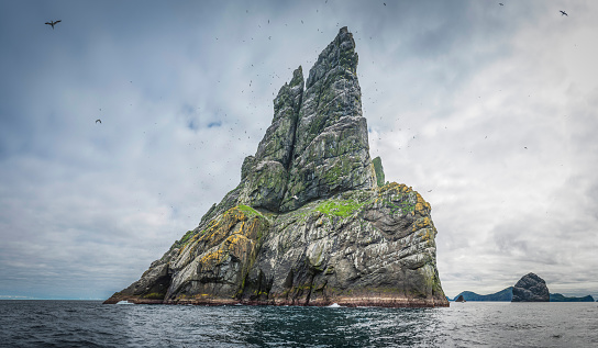 Clouds of seabirds, gannets, fulmars and skuas flying around the dramatic cliffs of Boreray, the precipitous island in the North Altantic archipelago of St. Kilda, the remote islands far west of the Outer Hebrides, Scotland.
