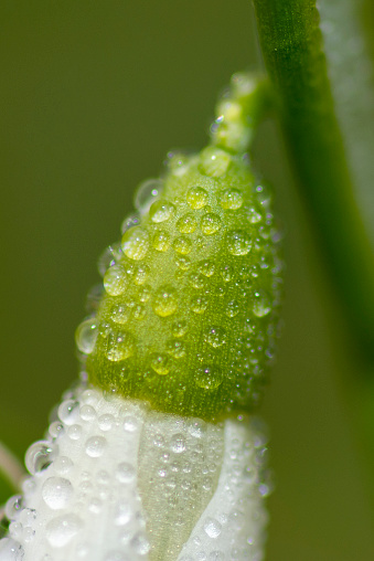 Snowdrop flower (Galanthus nivalis) . Ovary close up . Spring symbol.
