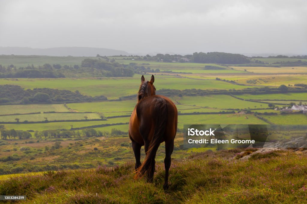 Day dreaming-beautiful bay horse stands looking away into the distance across rolling fields to distant hills. Horse Stock Photo