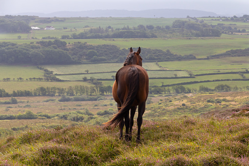 Day Dreaming-beautiful horse stands looking over hills into the distance on a warmer summer morning, dreaming of racing wild and free.