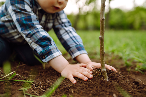 Cute child plants young tree on black soil. Fun little gardener. Spring concept, nature and care.